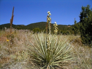 Yucca Glauca, photo taken south of Colorado Springs at Turkey Canyon Ranch, June 10, 2000